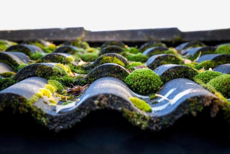 Nettoyage de toiture à Corny-sur-Moselle : solutions contre mousse et lichens